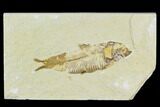 Bargain, Fossil Fish (Knightia) - Wyoming #120645-1